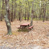 Review photo of Wellfleet Hollow State Park Campground by Jean C., May 30, 2020