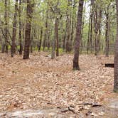 Review photo of Wellfleet Hollow State Park Campground by Jean C., May 30, 2020