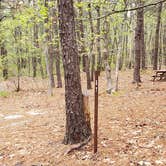 Review photo of Wellfleet Hollow State Park Campground by Jean C., May 30, 2020