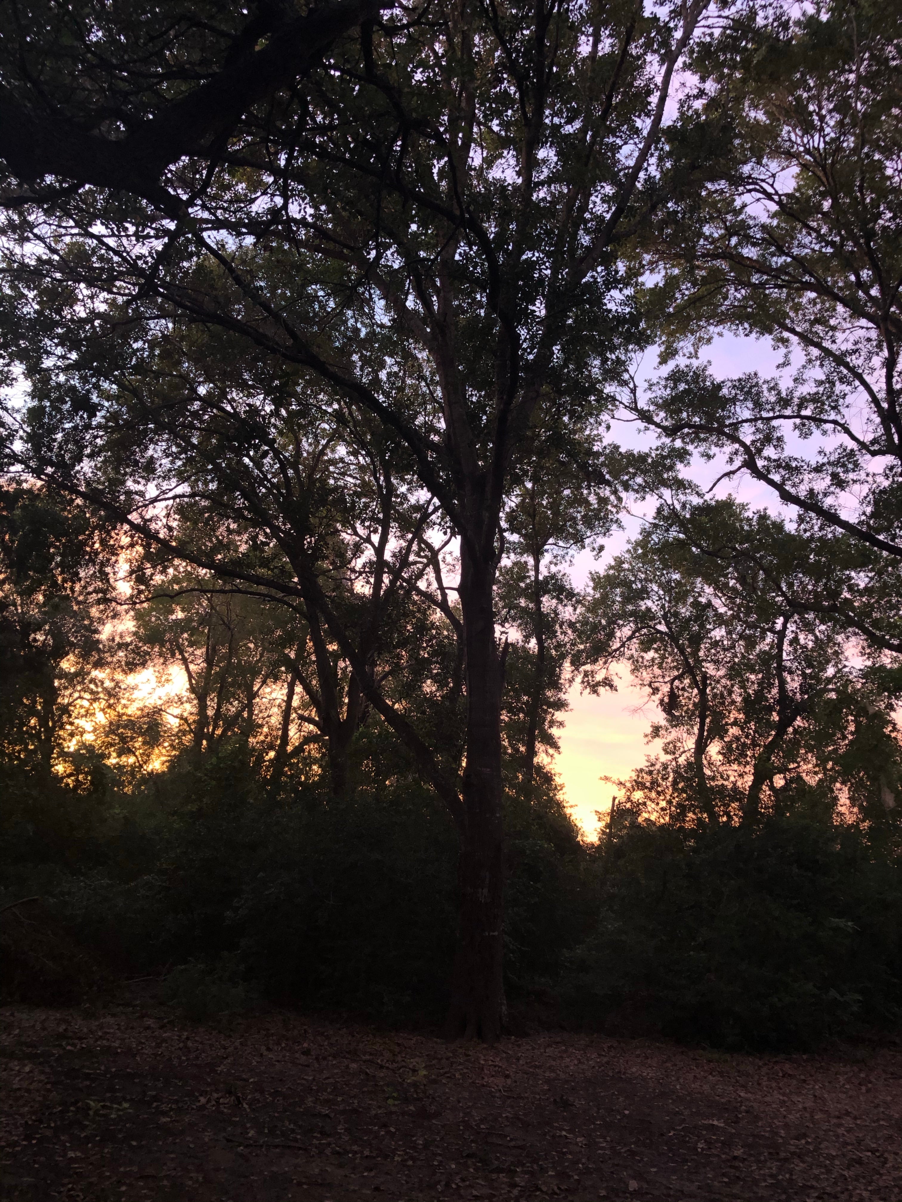 Camper submitted image from Oak Thicket Park - 2