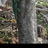 Review photo of John Pennekamp Coral Reef State Park Campground by Alyssa D., May 15, 2020
