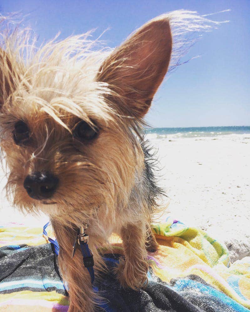 Alyssa D.'s photo of camping with pets at Fort De Soto Campground near Gulfport, FL