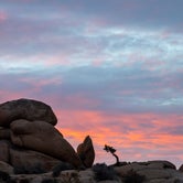 Review photo of Jumbo Rocks Campground — Joshua Tree National Park by Tara S., October 5, 2017