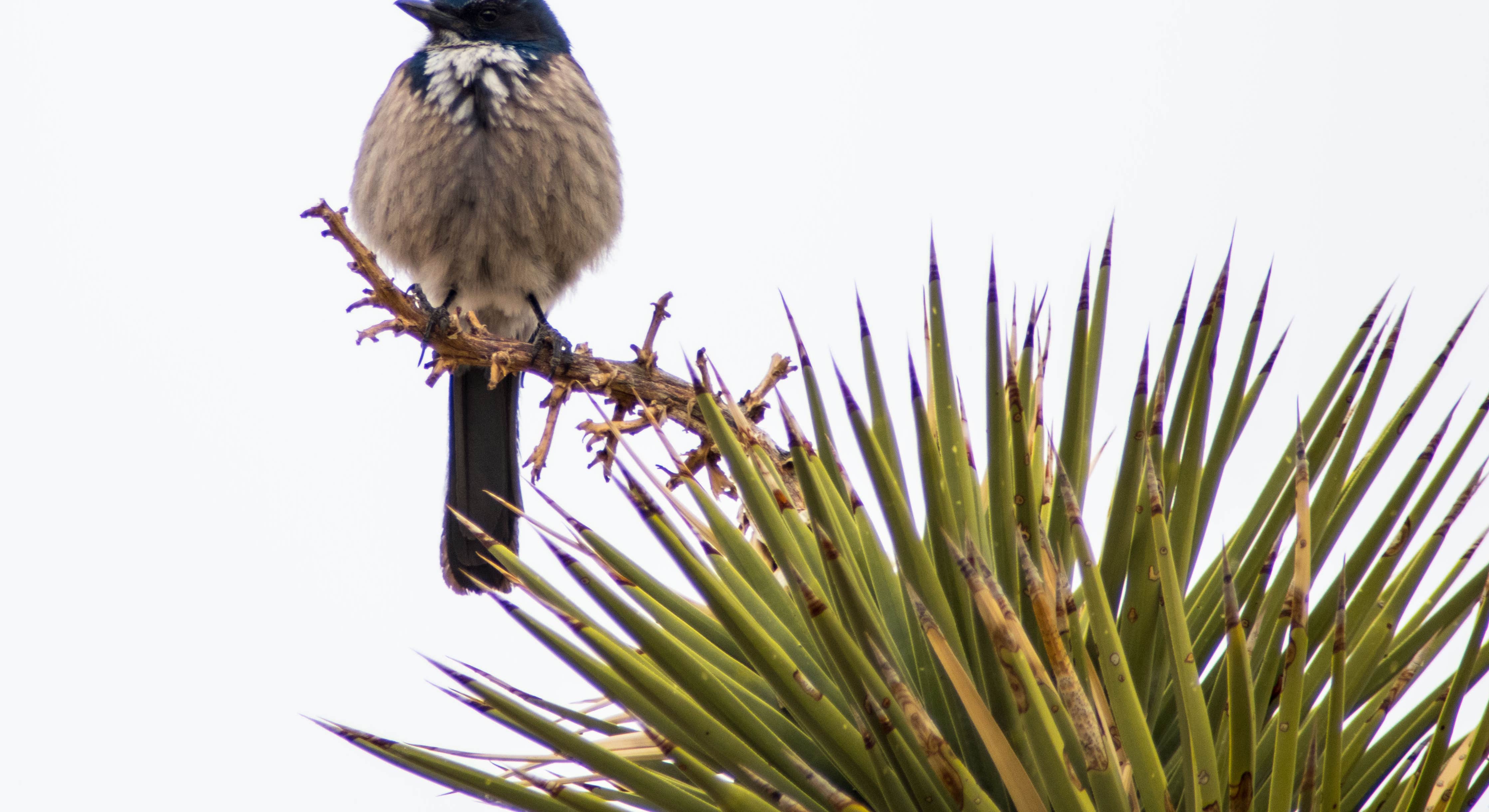 Bird on Limb in Joshua Tree Desert