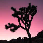 Review photo of Jumbo Rocks Campground — Joshua Tree National Park by Tara S., October 5, 2017