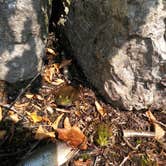 Review photo of Russell Pond Campground by J. W., October 6, 2017