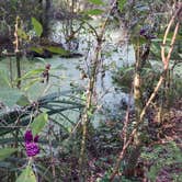 Review photo of Alafia River State Park Campground by Elizabeth G., October 8, 2017