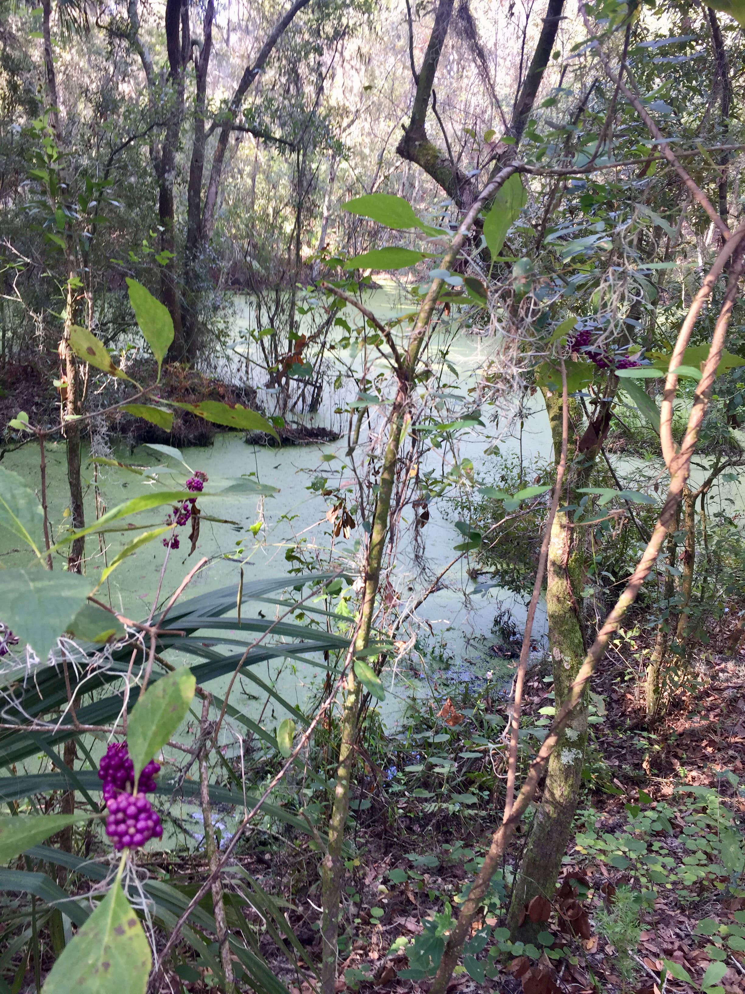 Camper submitted image from Alafia River State Park Campground - 3