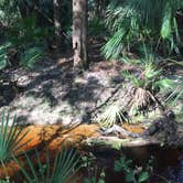 Review photo of Alafia River State Park Campground by Elizabeth G., October 8, 2017