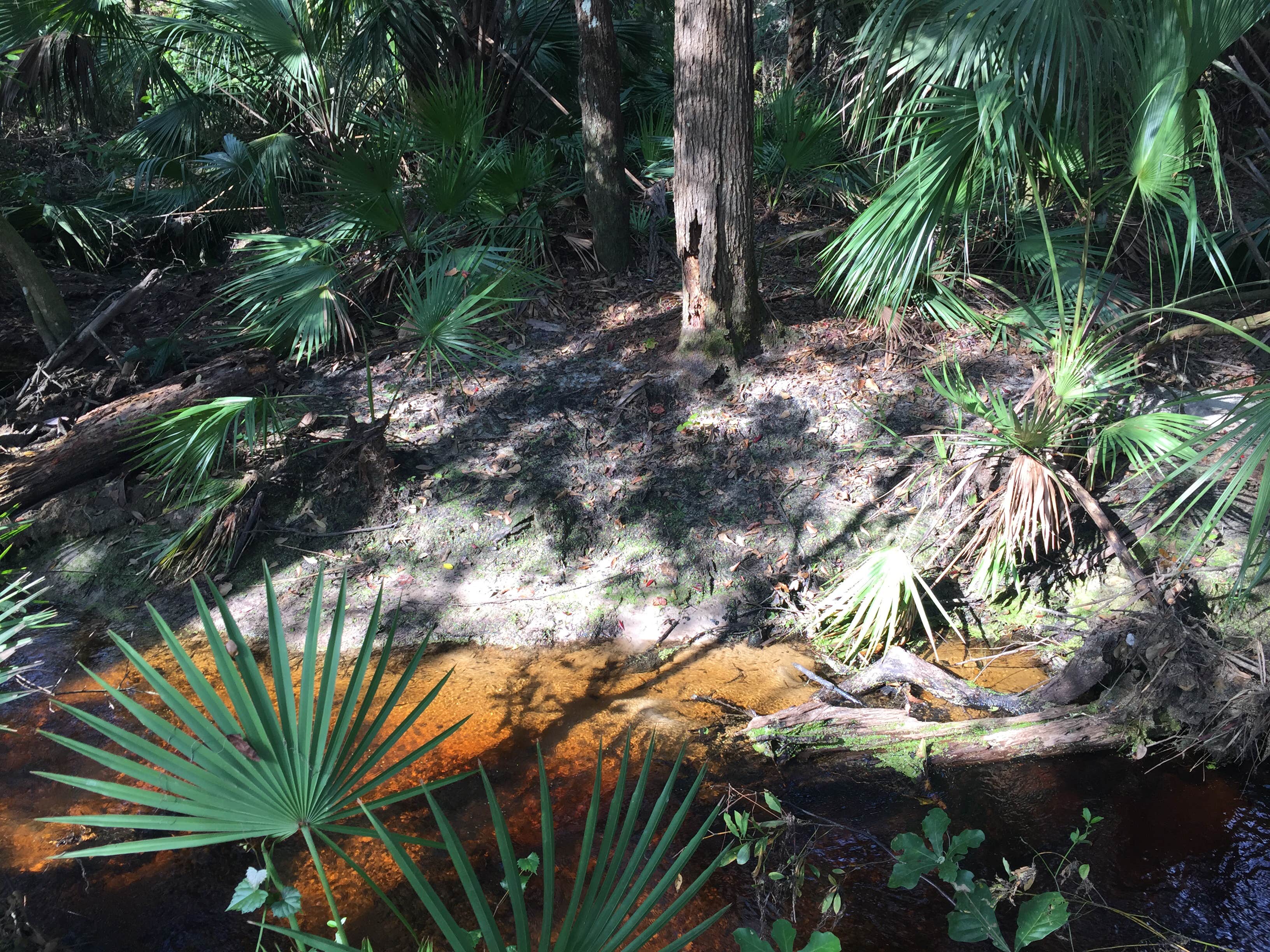 Camper submitted image from Alafia River State Park Campground - 2