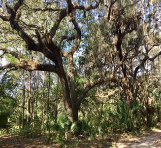 Camper-submitted photo from Palmetto Ridge Campground — Myakka River State Park