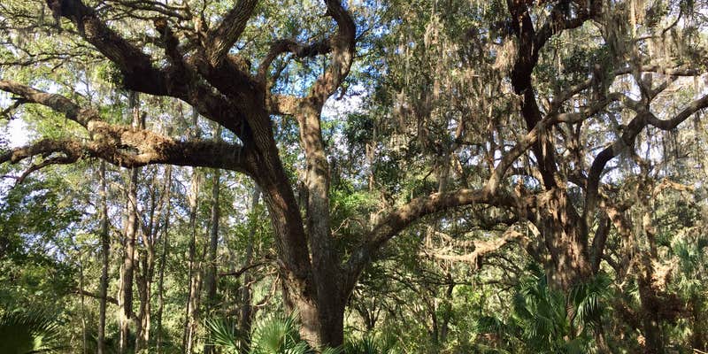 Camper submitted image from Alafia River State Park Campground
