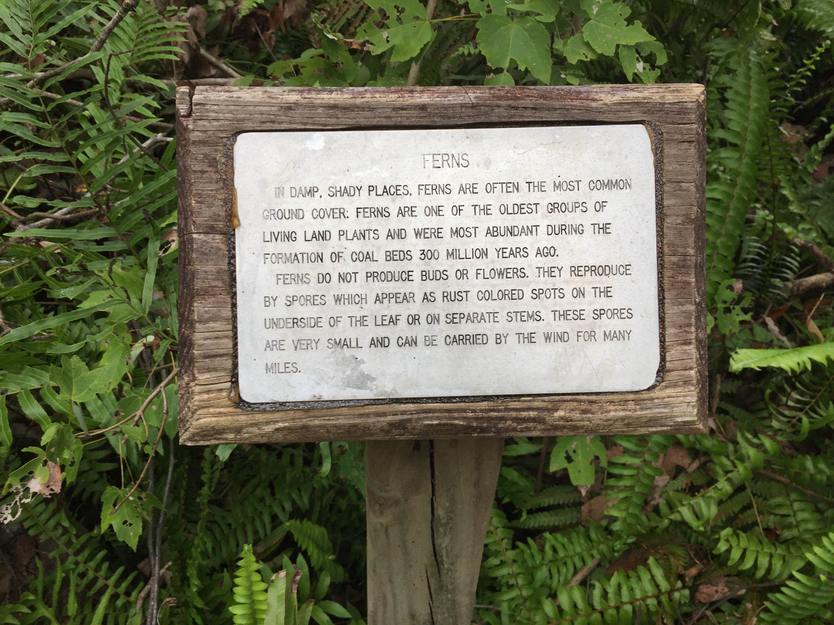 Camper submitted image from Little Manatee River State Park Campground - 5