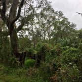 Review photo of Little Manatee River State Park Campground by Elizabeth G., October 8, 2017
