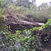 Review photo of Little Manatee River State Park Campground by Elizabeth G., October 8, 2017