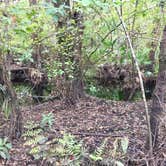 Review photo of Little Manatee River State Park Campground by Elizabeth G., October 8, 2017