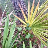 Review photo of Little Manatee River State Park Campground by Elizabeth G., October 8, 2017