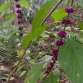 Review photo of Little Manatee River State Park Campground by Elizabeth G., October 8, 2017