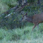 Review photo of Mueller State Park Campground by B M., May 31, 2020