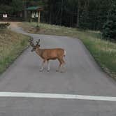 Review photo of Mueller State Park Campground by B M., May 31, 2020