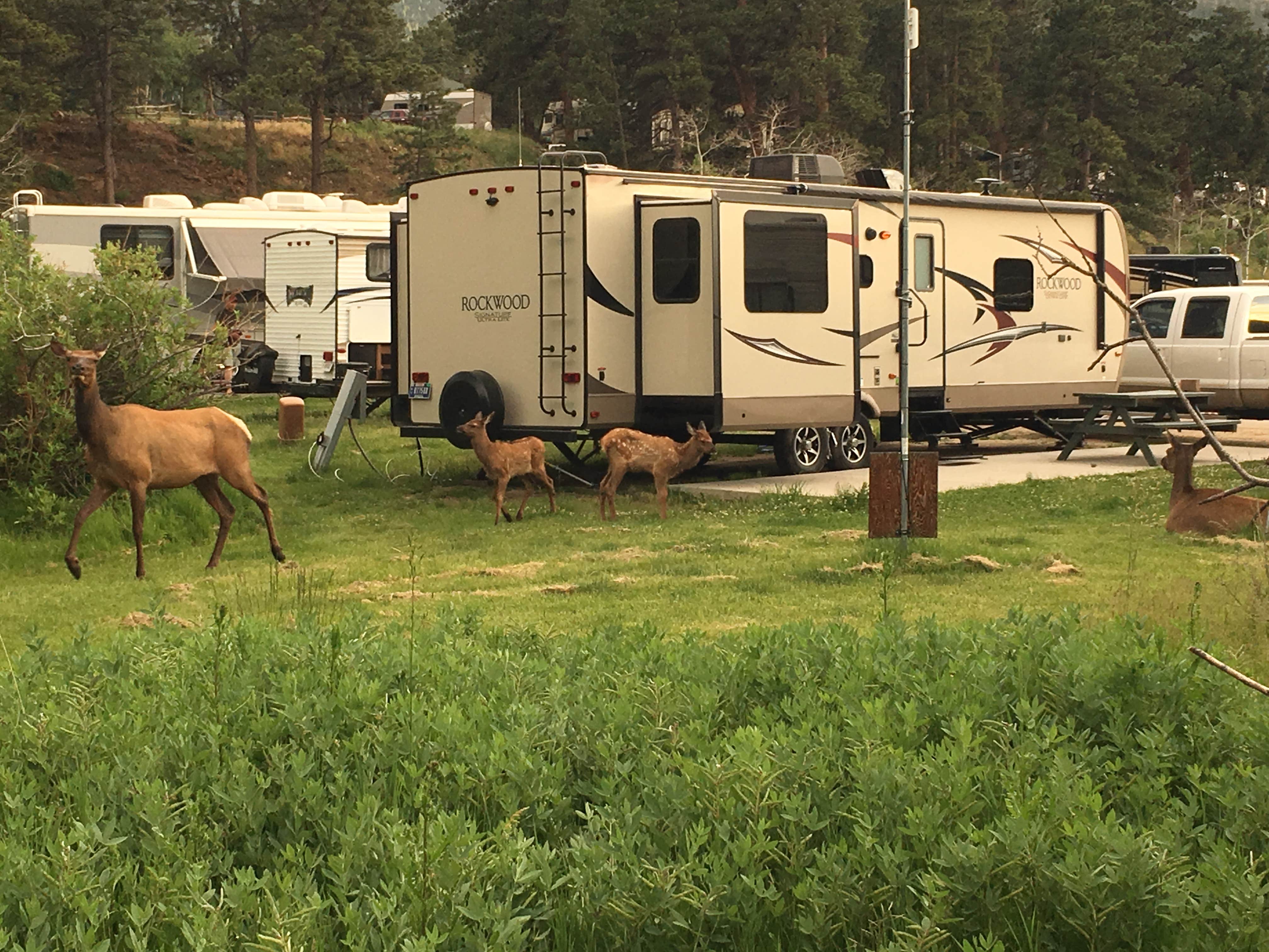 B M.'s photo of camping with pets at Spruce Lake RV Park near Estes Park, CO