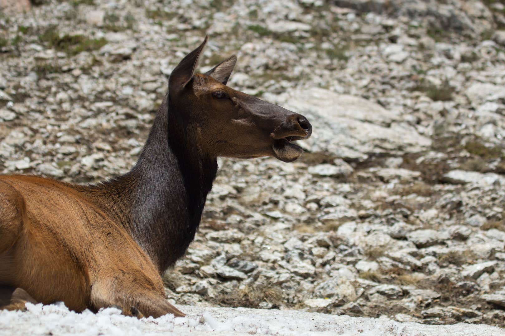 B M.'s photo of camping with pets at East Portal Campground at Estes Park near Grand Lake, CO