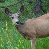 Review photo of East Portal Campground at Estes Park by B M., May 31, 2020