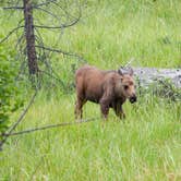 Review photo of Arapaho National Forest Stillwater Campground by B M., May 31, 2020