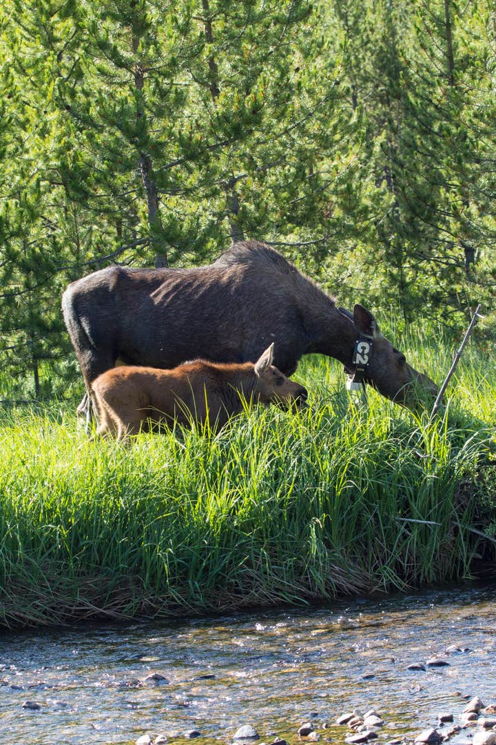 Camper-submitted photo at Arapaho National Forest Stillwater Campground near Tabernash, CO