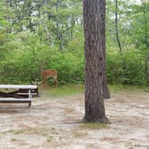 Review photo of Nickerson State Park Campground by Jean C., May 31, 2020