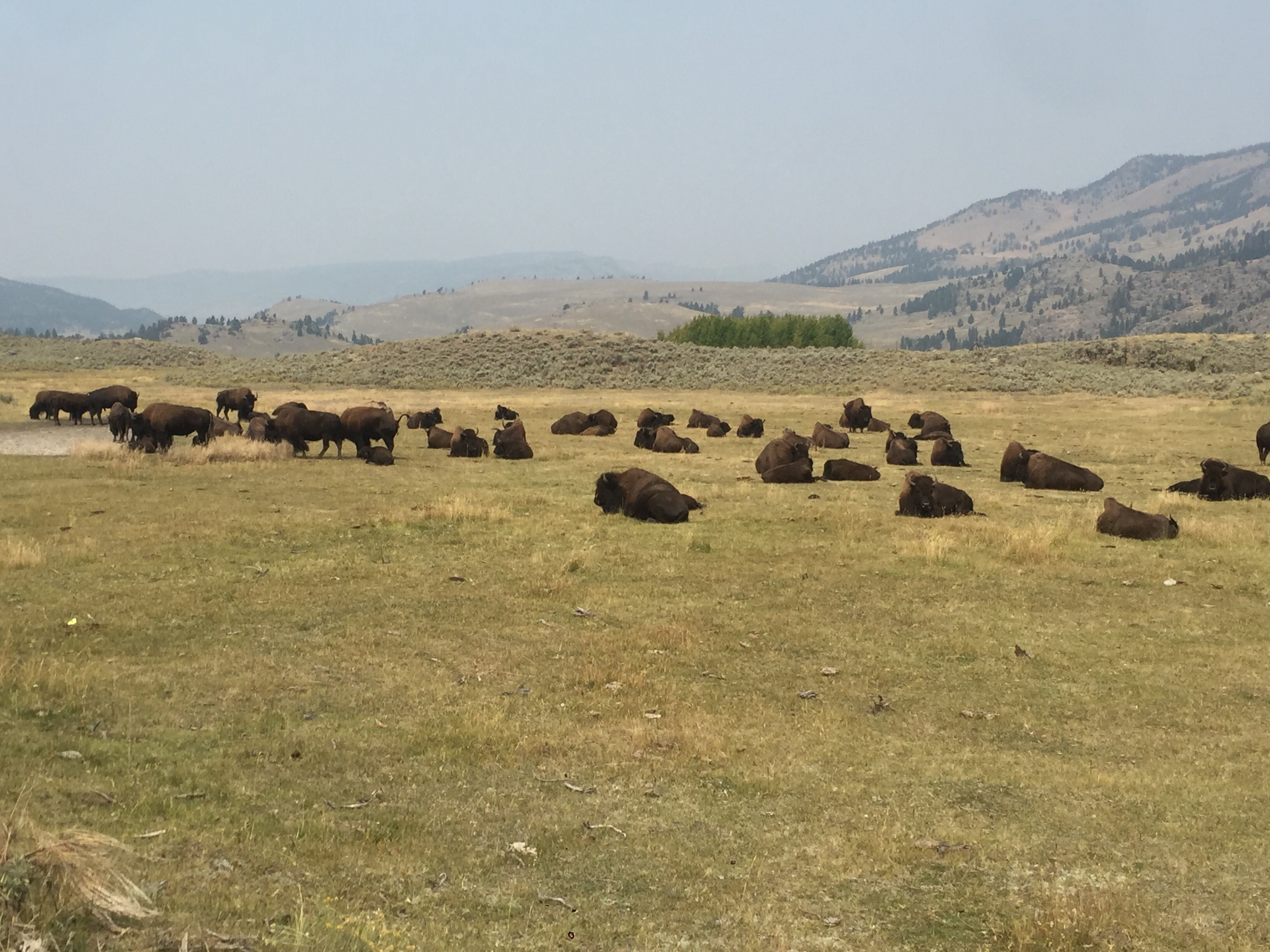 Camper submitted image from Slough Creek Campground — Yellowstone National Park - 3