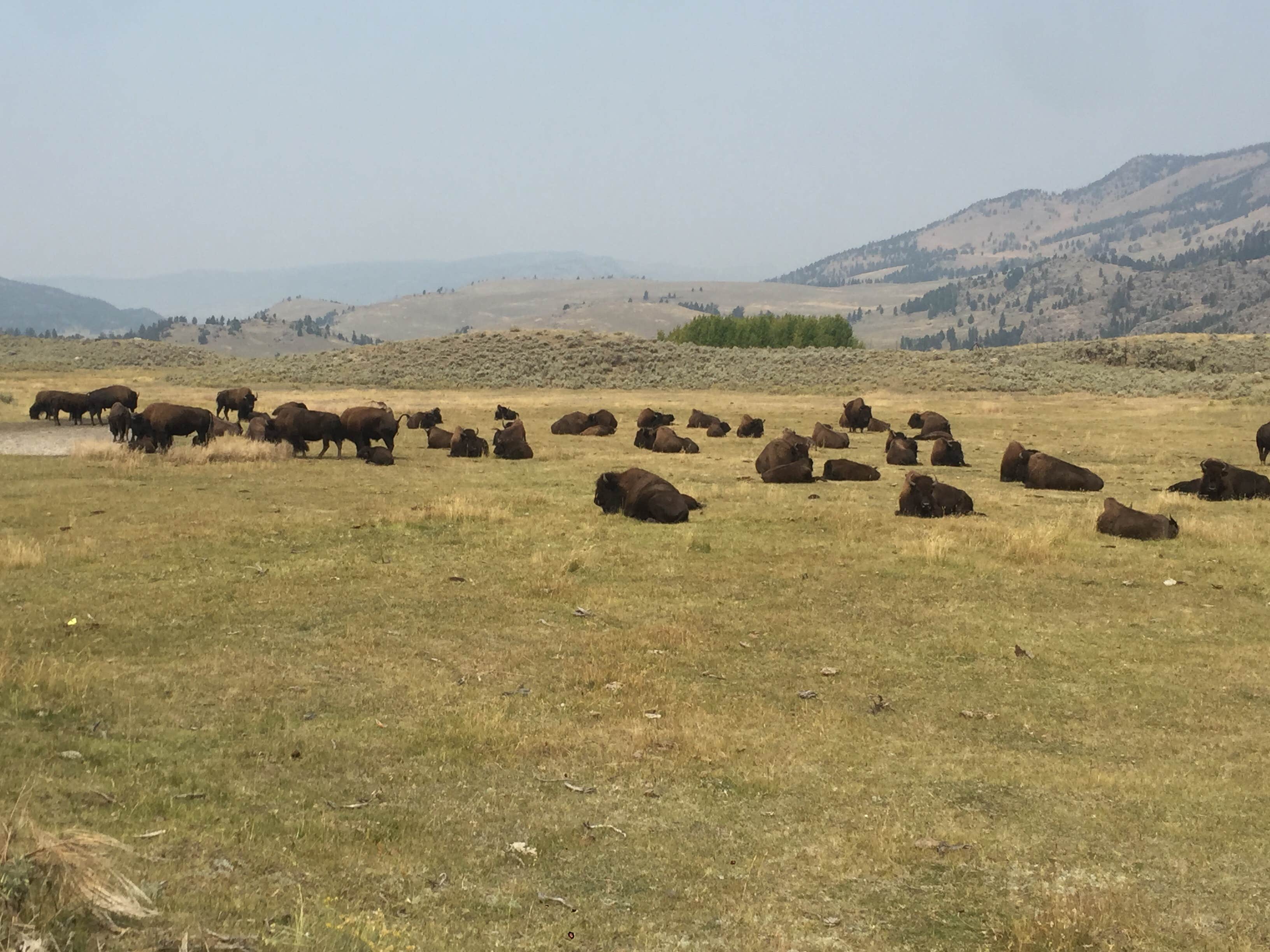 Camper submitted image from Slough Creek Campground — Yellowstone National Park - 2