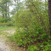 Review photo of Nickerson State Park Campground by Jean C., May 31, 2020