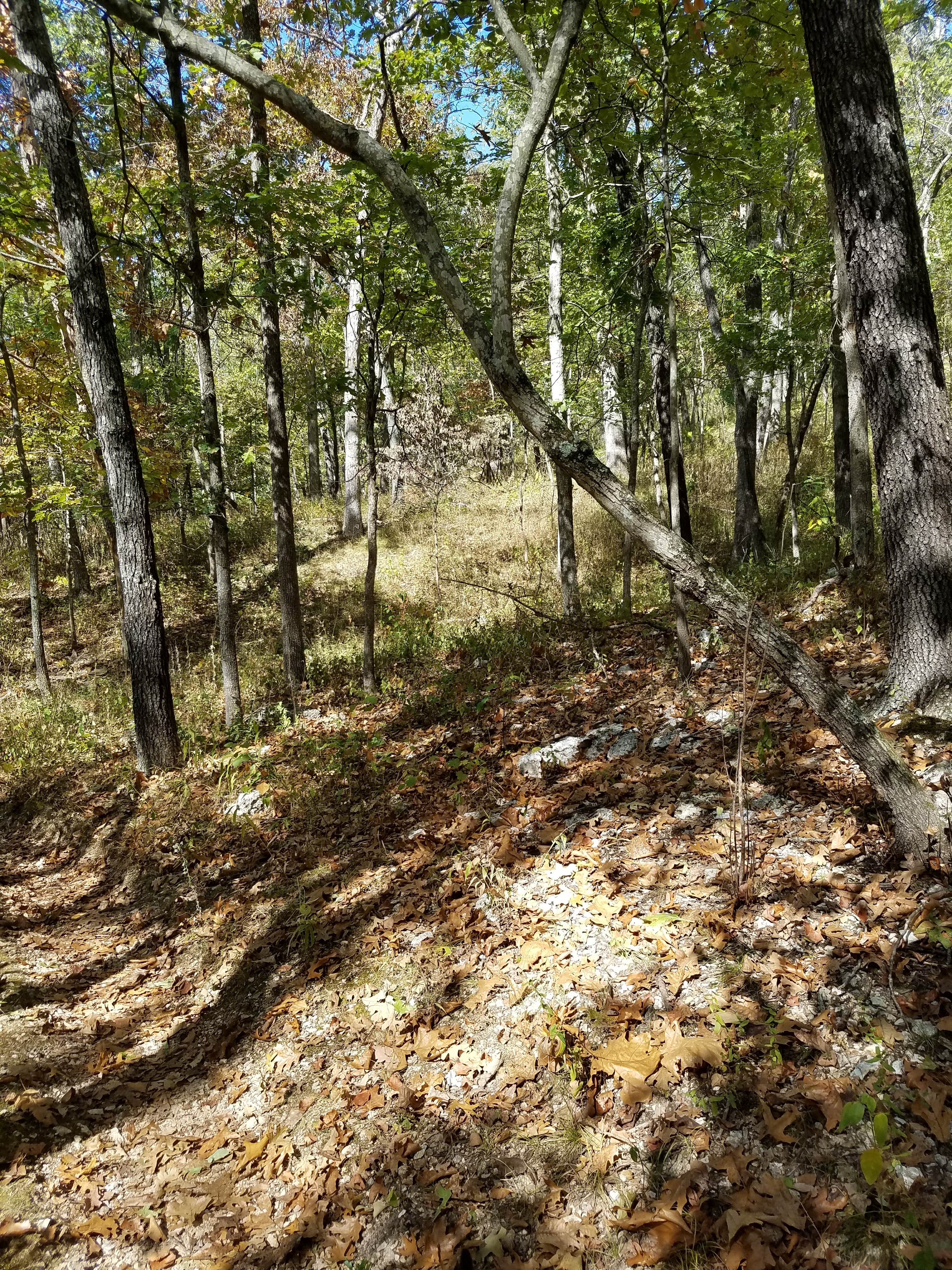 Camper submitted image from Meramec State Park Campground - 2