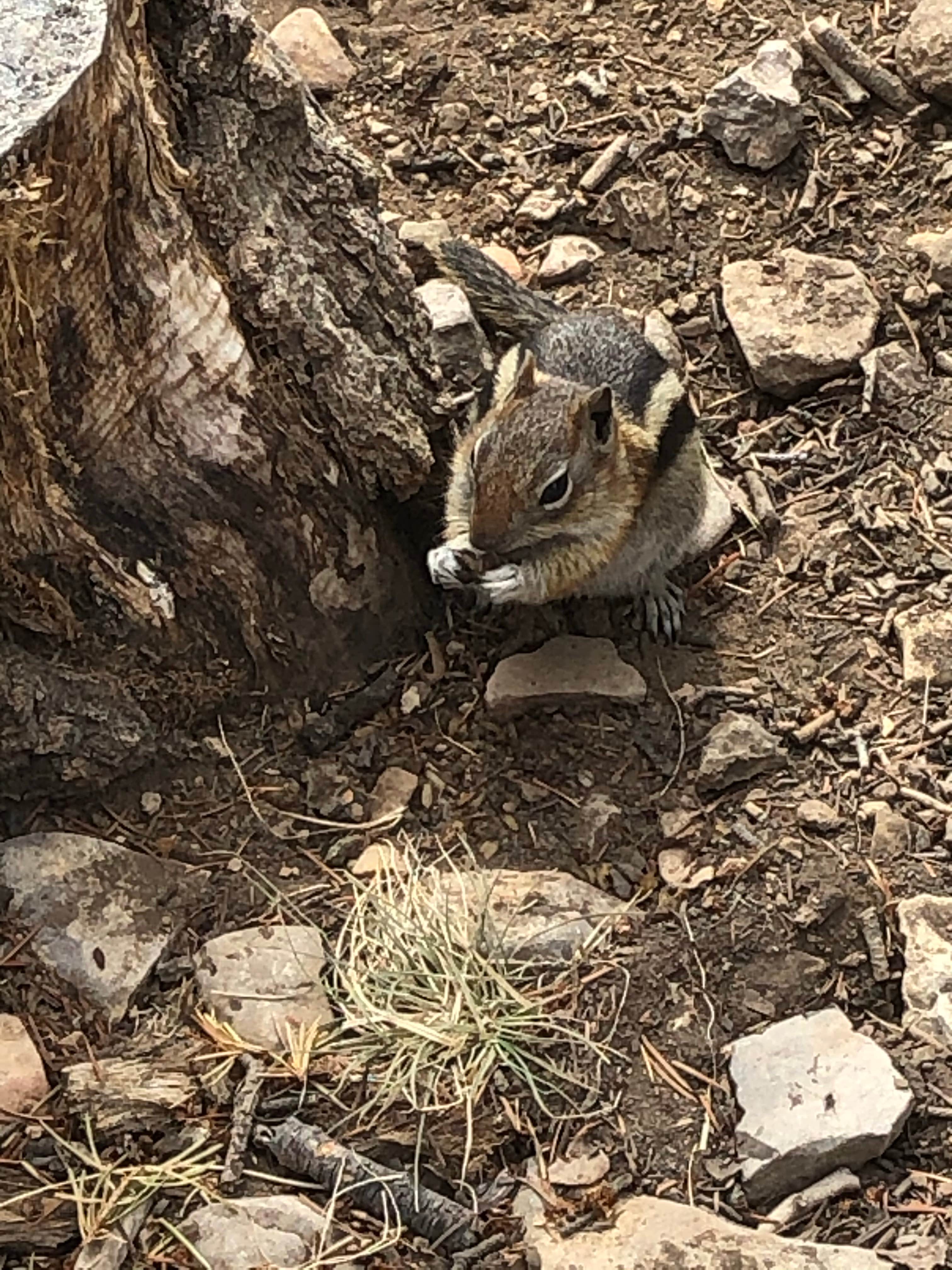 Camper submitted image from Johnson Mesa Campground - 4