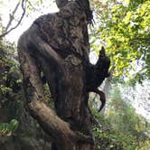 Review photo of Giant City State Park Campground by Joy H., October 9, 2017