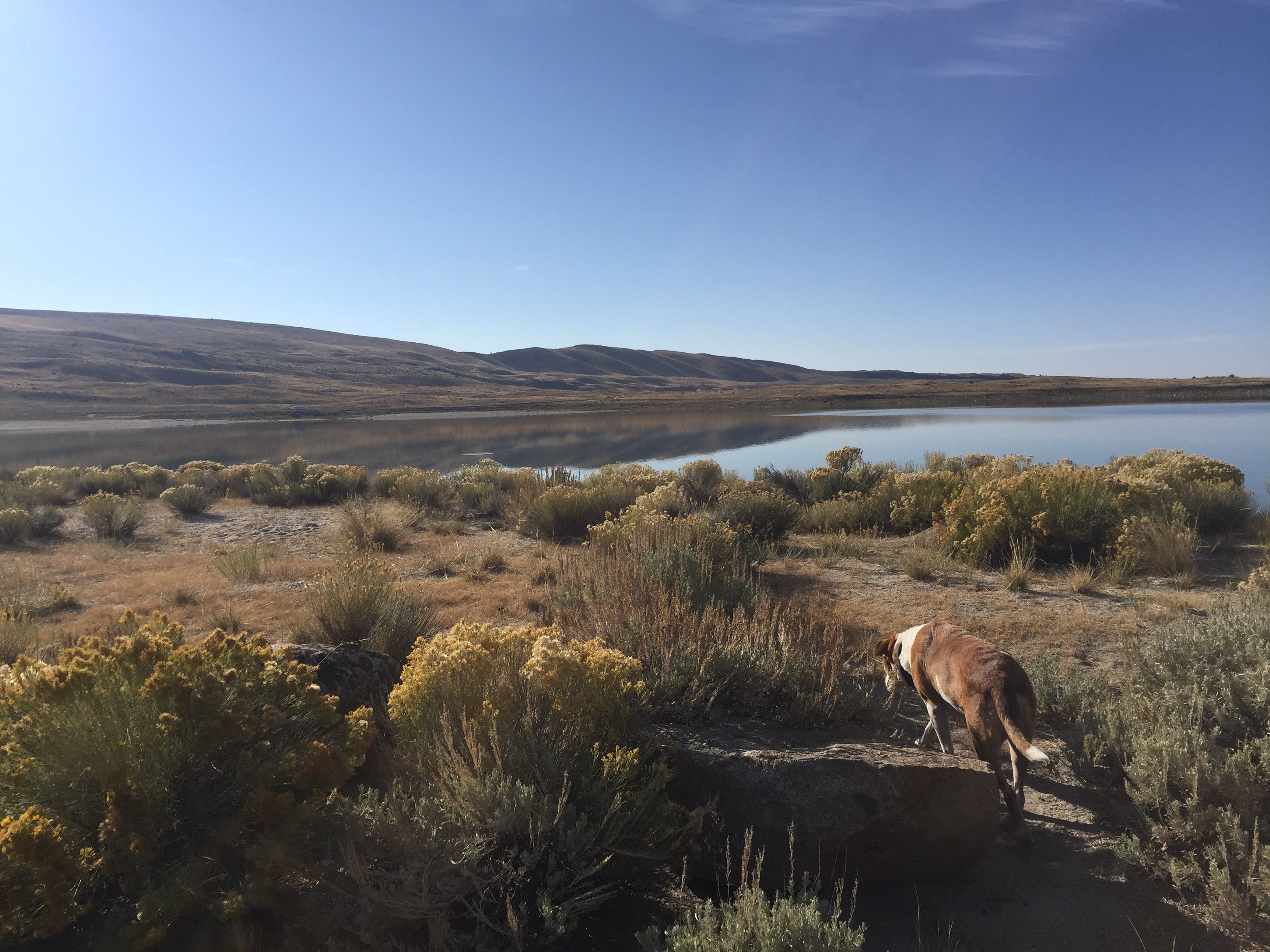 Camper submitted image from Soda Lake WHMA - 2