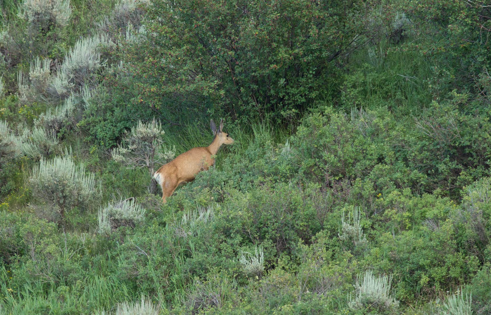 B M.'s photo of camping with pets at Stagecoach State Park Campground near Hayden, CO