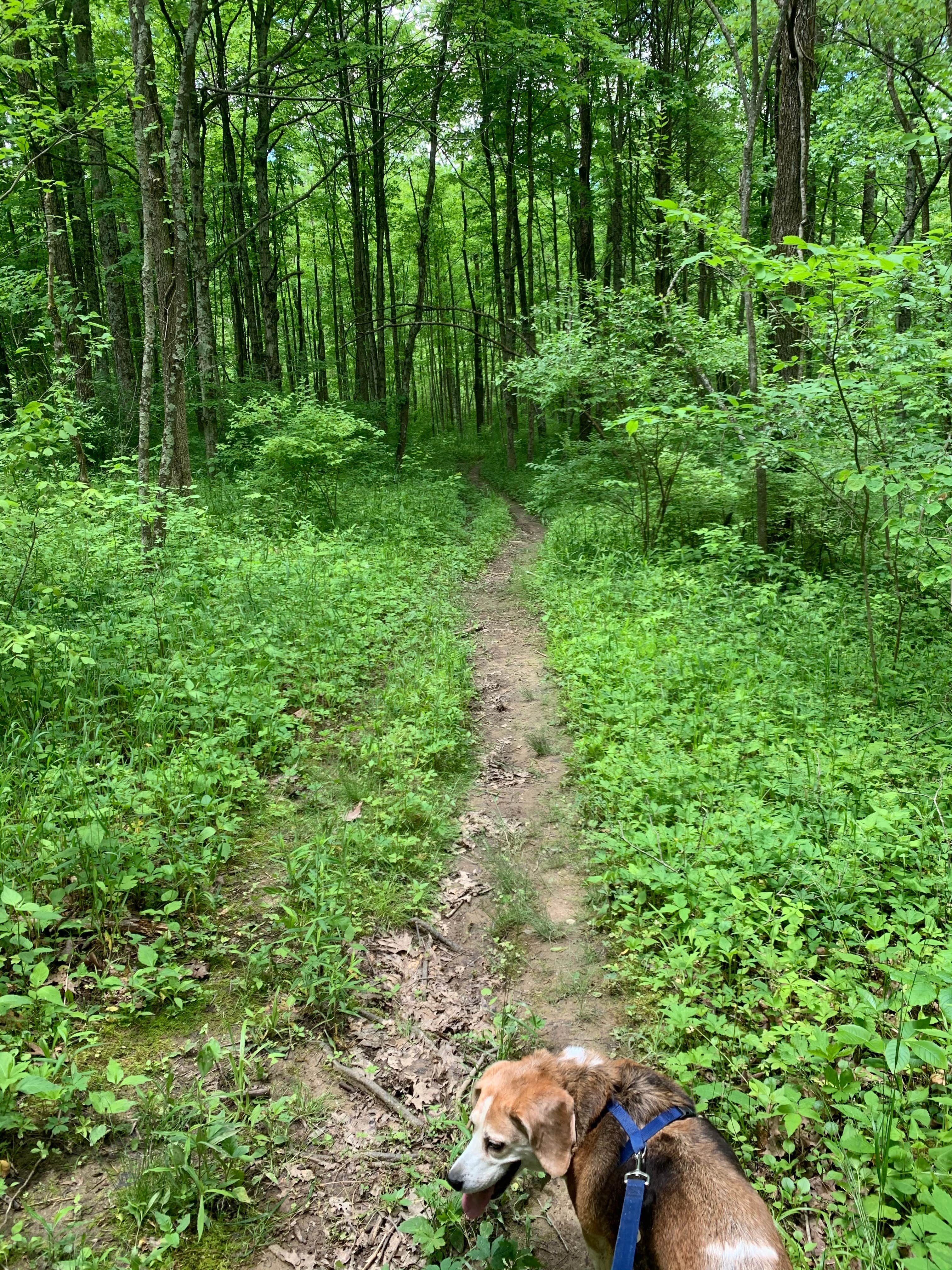 Stacey S.'s photo of camping with pets at Mounds State Recreation Area Campground — Brookville Lake near Hamilton, OH