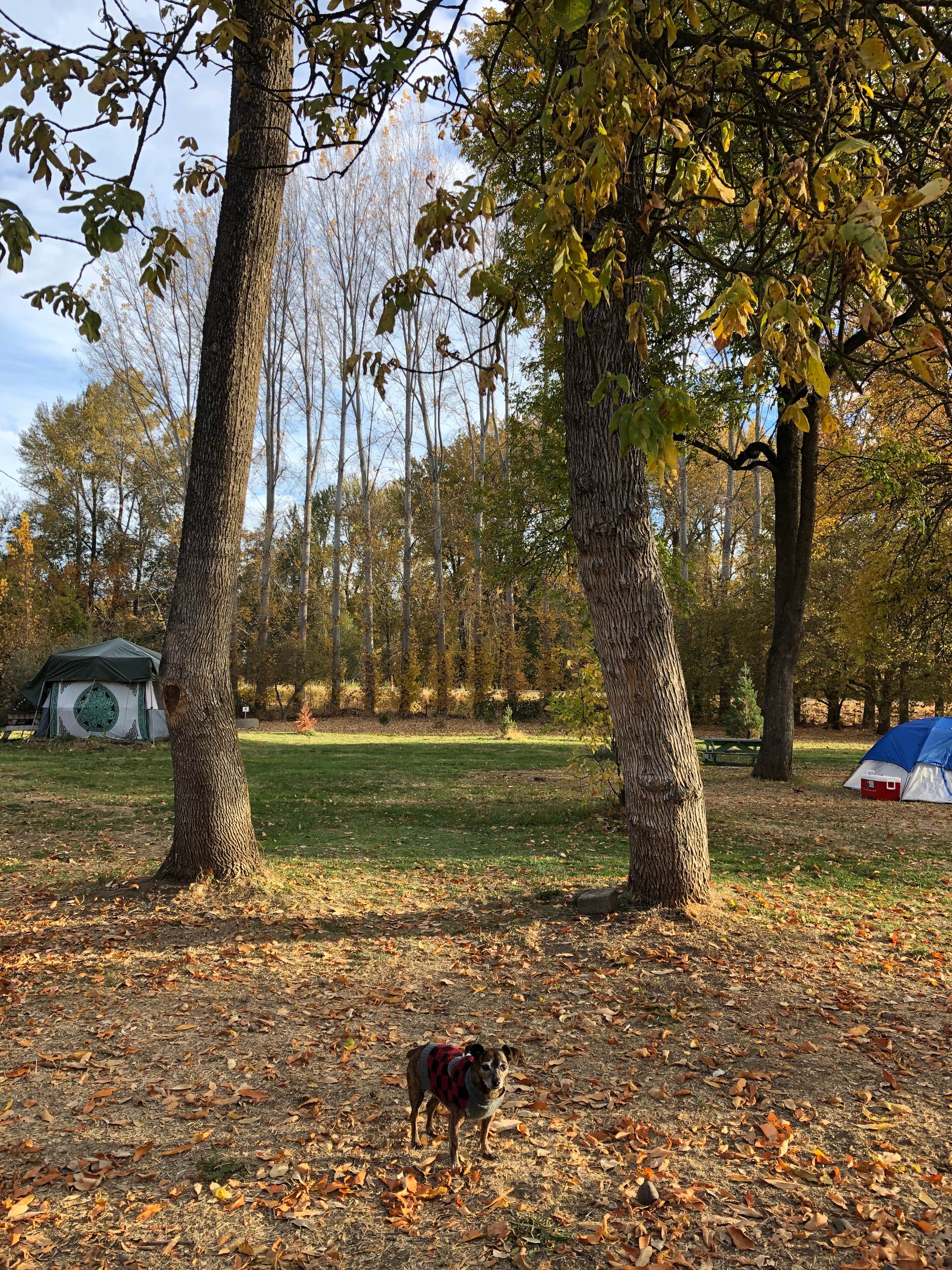 Alicia F.'s photo of camping with pets at Jackson Wellsprings near Central Point, OR