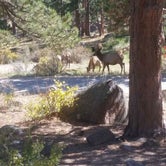 Review photo of Moraine Park Campground — Rocky Mountain National Park by Mandy K., October 10, 2017