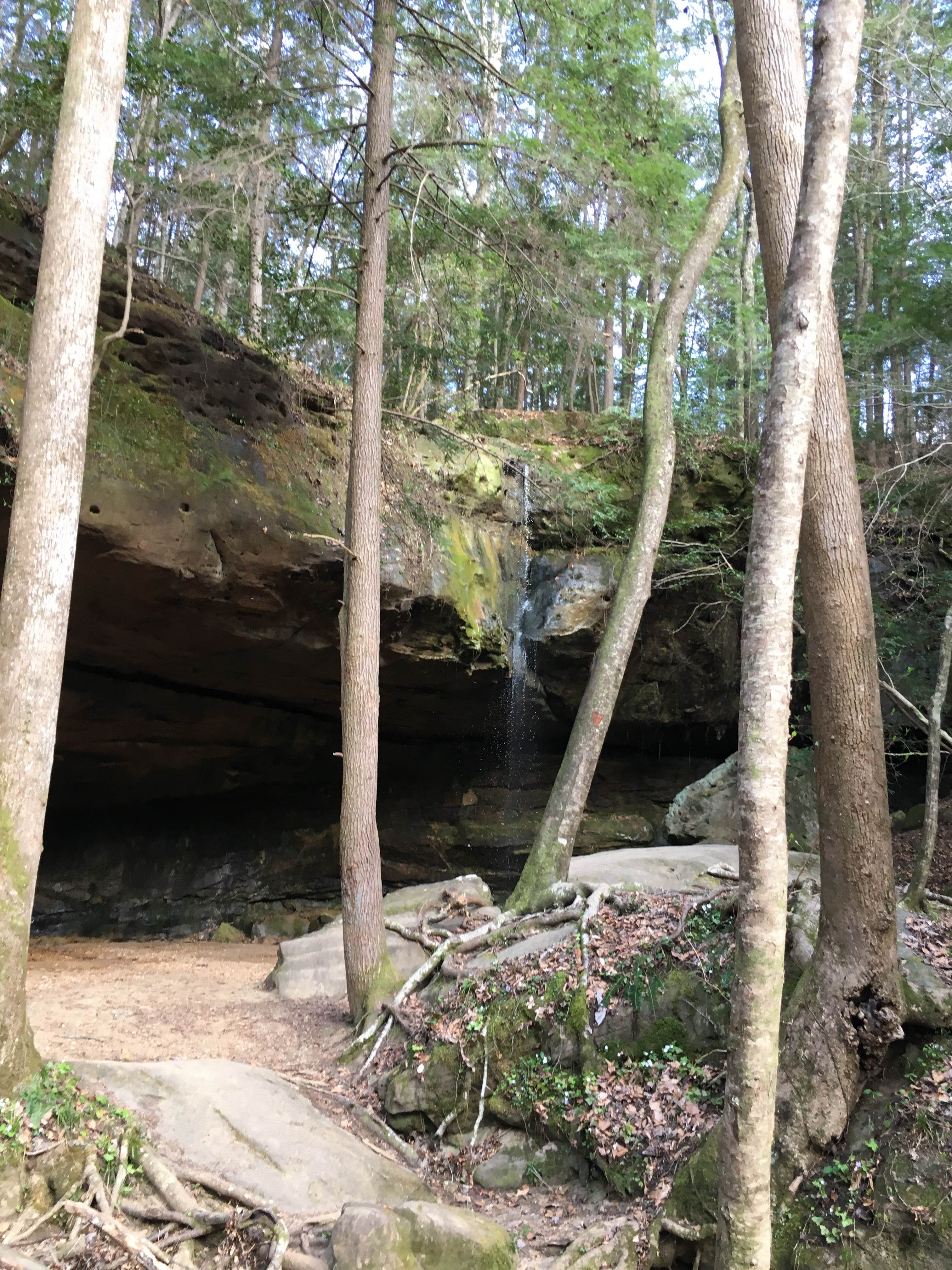 Camper submitted image from Sipsey Wilderness Backcountry Site (Trail 200 Site K) - 2