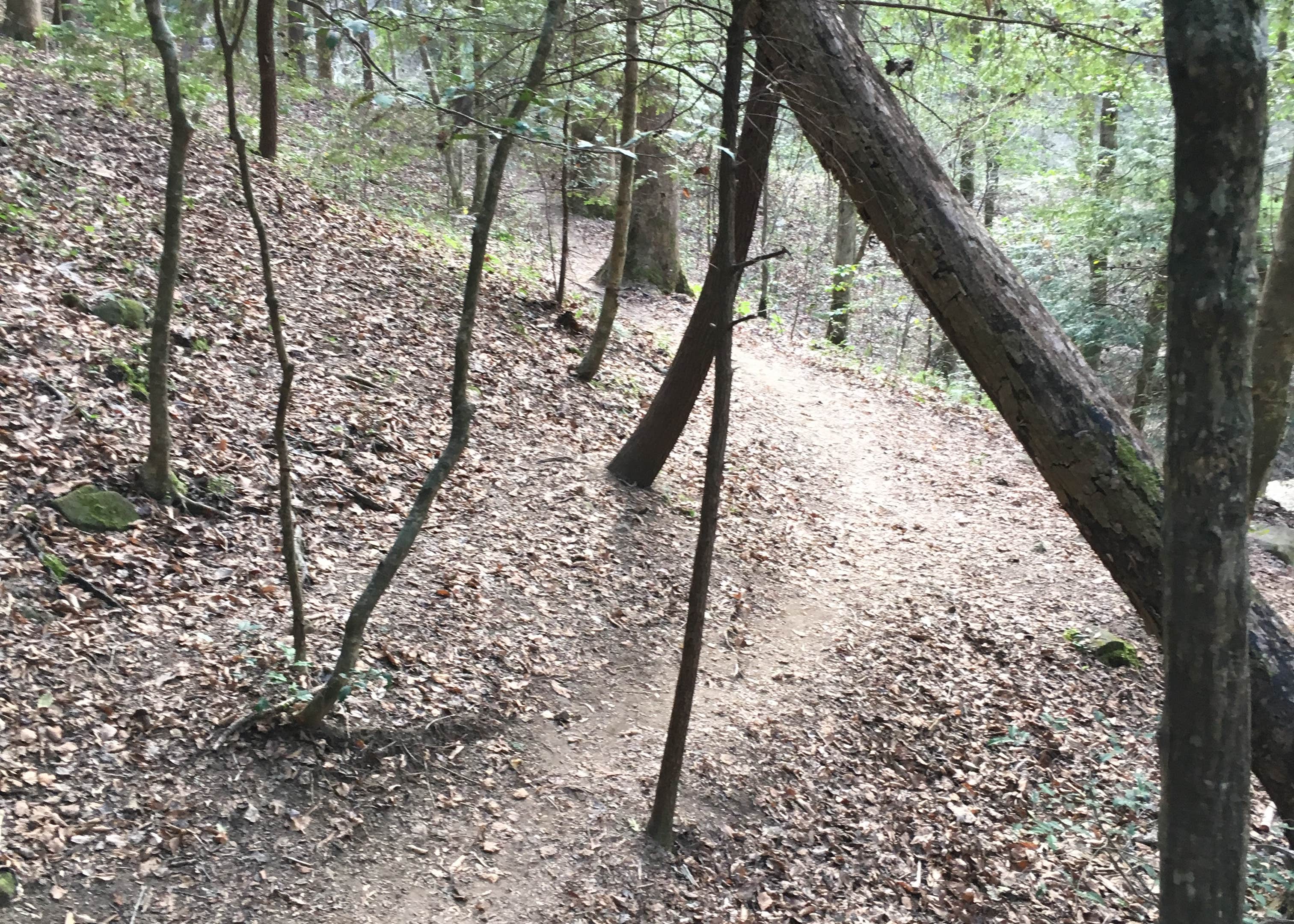 Sipsey Wilderness Backcountry Site (Trail 200 Site K) Camping The Dyrt