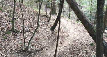 Sipsey Wilderness Backcountry Site (Trail 200 Site K)