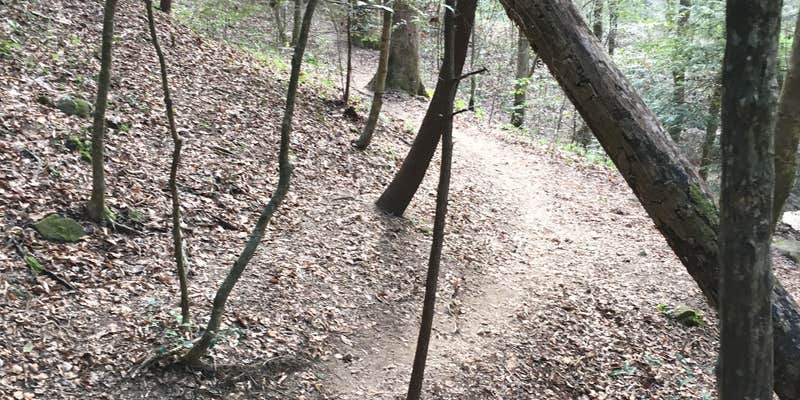 Camper submitted image from Sipsey Wilderness Backcountry Site (Trail 200 Site K)