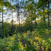 Review photo of Cheaha Falls Shelter by Asher K., June 1, 2020