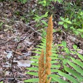 Review photo of Chinnabee Silent Trail Backcountry Site 1 by Asher K., June 1, 2020