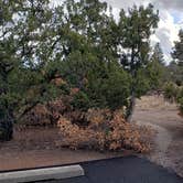 Review photo of Juniper Family Campground — Bandelier National Monument by Jean C., June 1, 2020