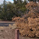 Review photo of Juniper Family Campground — Bandelier National Monument by Jean C., June 1, 2020