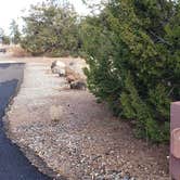 Review photo of Juniper Family Campground — Bandelier National Monument by Jean C., June 1, 2020